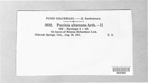 Puccinia alternans image